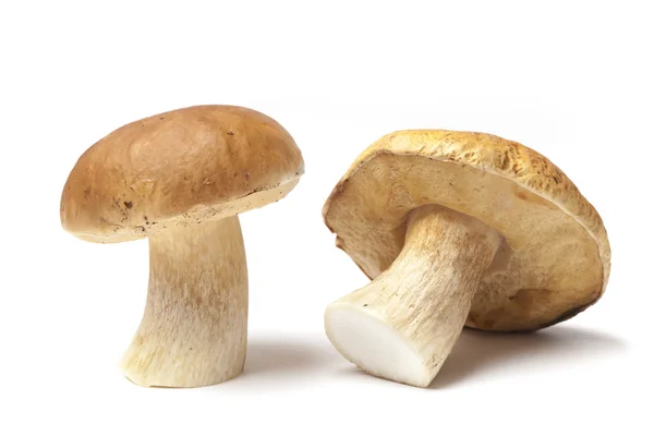 Två boletus edulis svamp — Stockfoto