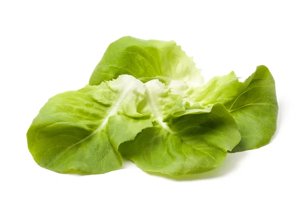 Sallad leafs - Foto — Stockfoto