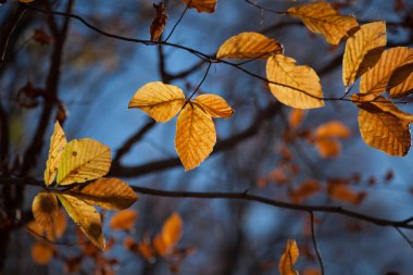 arka plan sonbahar yaprakları