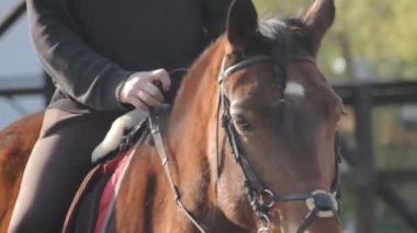 yürüyen at ve at detayları