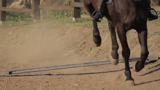 Chevaux et chevaux de randonnée détails — Video