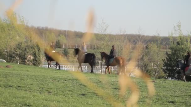 Chevaux et chevaux de randonnée détails 