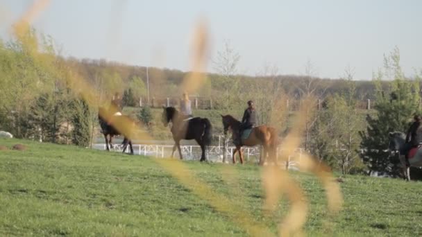 Caballos a pie y caballos detalles — Vídeos de Stock