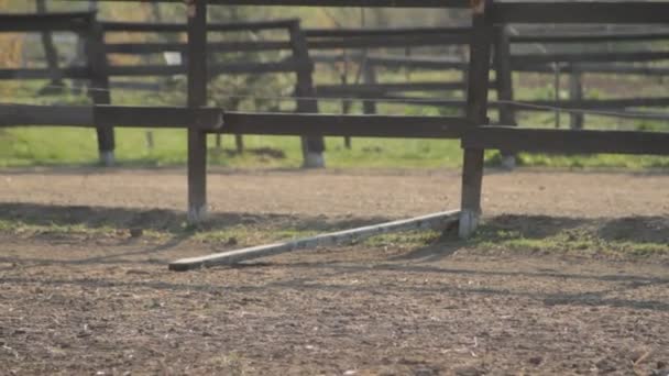 Chevaux et chevaux de randonnée détails — Video