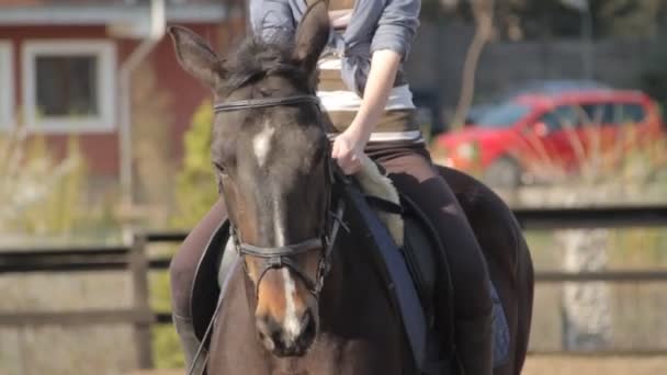 Chevaux et chevaux de randonnée détails — Video