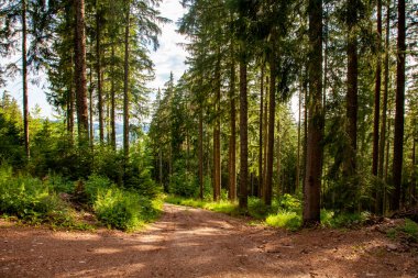Dağlardaki orman yolu.