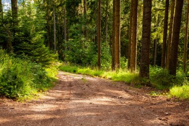 Ormandaki yeşil orman