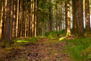 Sonbaharda güzel bir orman