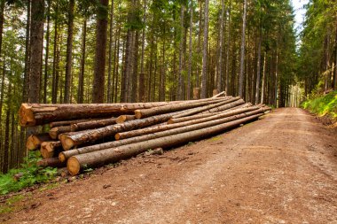 Ormanda bir odun yığını