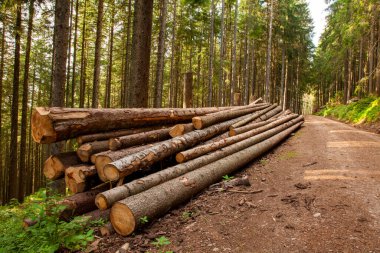 Ormanda bir odun yığını
