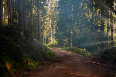 Sabah güzel bir orman