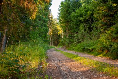 Ağaçları ve yeşil otları olan güzel bir sonbahar ormanı