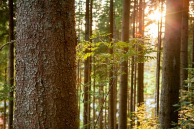 Sabah güzel bir orman