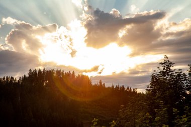Ormanda güzel bir gün batımı