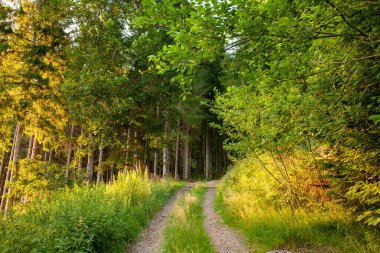 Ormanda patikası olan güzel bir manzara.