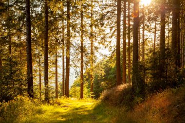 Ağaçları ve yeşil yaprakları olan güzel bir sonbahar ormanı