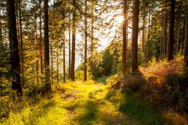 Ağaçları ve yeşil yaprakları olan güzel bir sonbahar ormanı