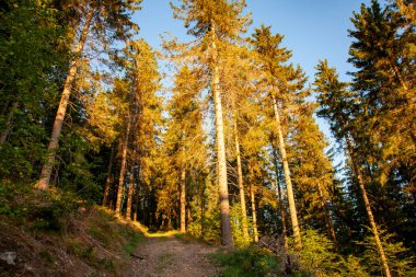 Dağlarda sonbahar ormanı