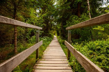 Ormanda ahşap köprü