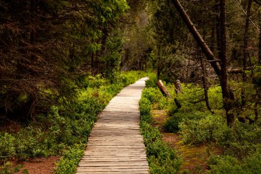 Ormanın güzel manzarası