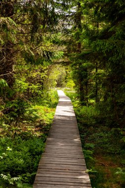 Ormanda tahta kaldırım.