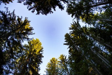Ormanın güzel manzarası