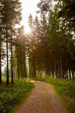 Dağlardaki güzel orman