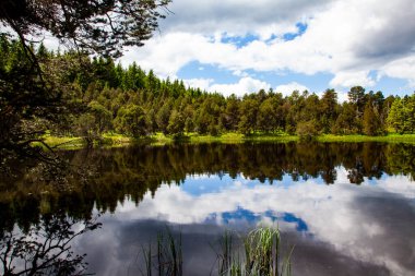 Ormandaki gölün güzel manzarası