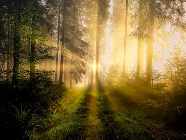 Almanya 'da Kara Orman' da Güneş Işıkları