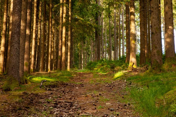 Sonbaharda güzel bir orman