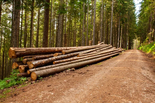 Ormanda bir odun yığını