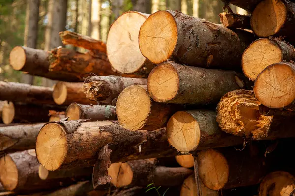 Ormanda yakacak odun yığını