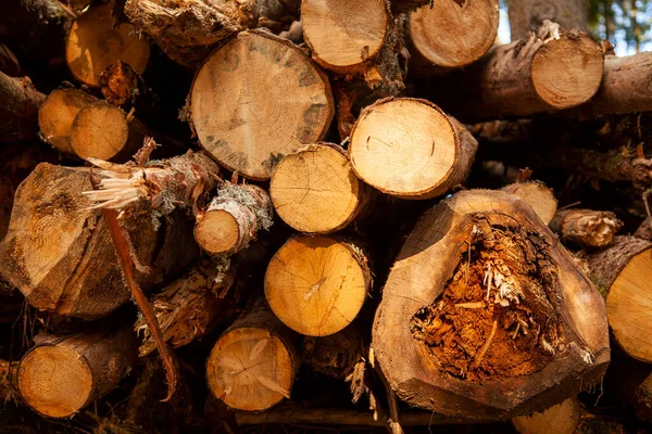 Ormanda yakacak odun yığını