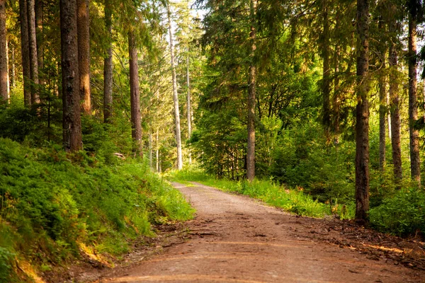 Sonbaharda güzel bir orman