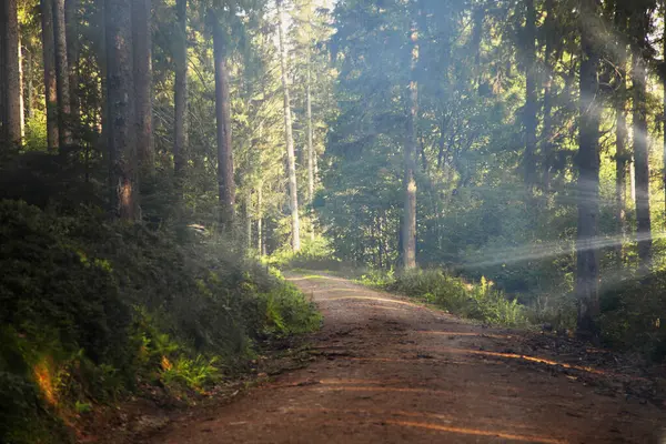 Sabah güzel bir orman