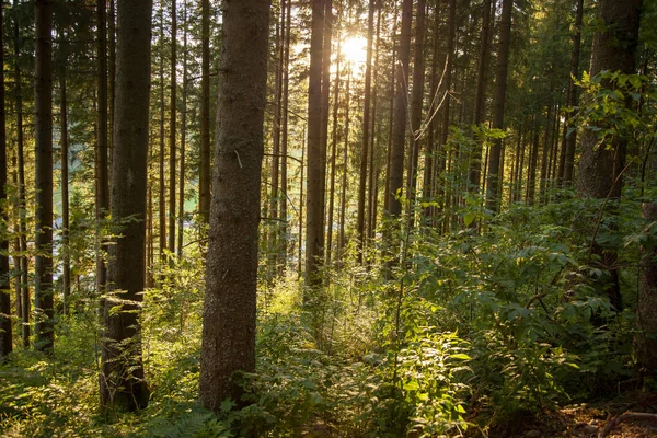 Sabah güzel bir orman