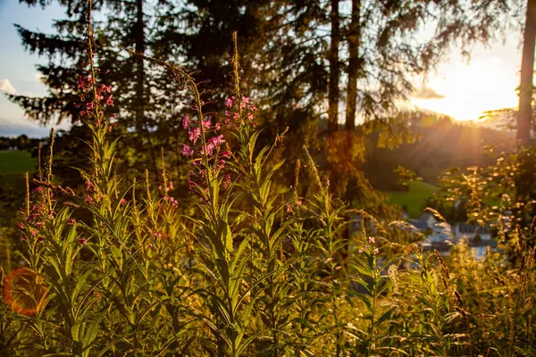 Ormanda güzel çiçekler