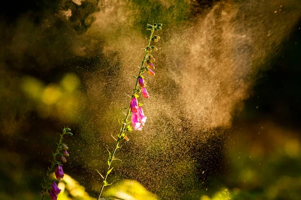 Ormanda güzel çiçekler