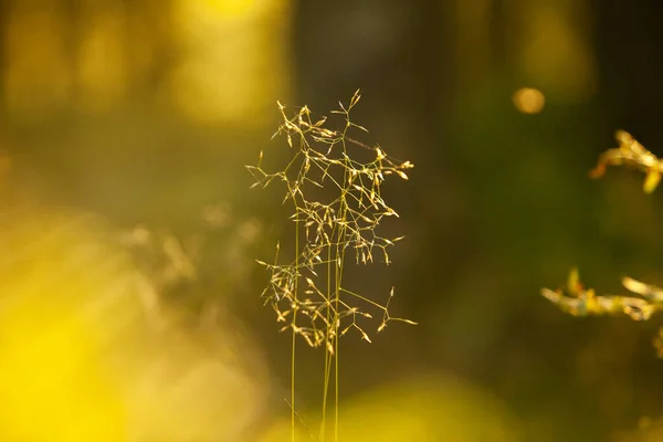 Güzel botanik fotoğrafı, doğal duvar kağıdı.