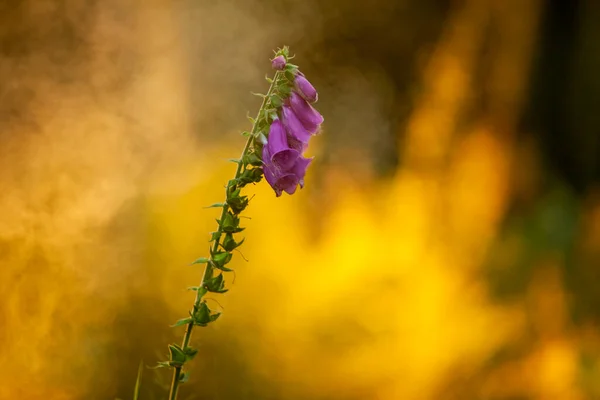Bahçedeki güzel çiçekler