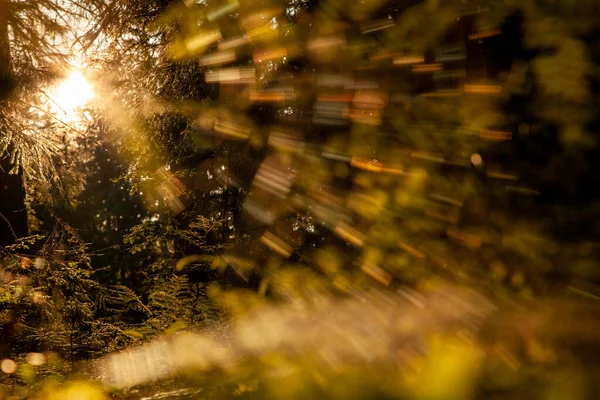 Ağaçlar ve yapraklarla dolu güzel bir sonbahar ormanı
