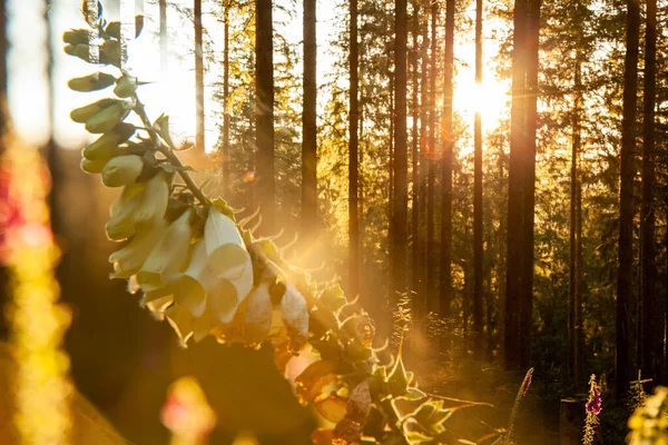 Güneş ışınları ile güzel sonbahar orman