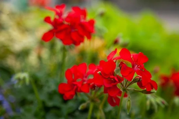 Bahçedeki güzel çiçekler