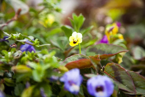 Bahçedeki güzel çiçekler