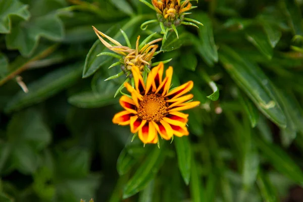 Bahçedeki güzel çiçekler