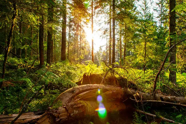 Ağaçları ve yeşil yaprakları olan güzel bir yaz ormanı