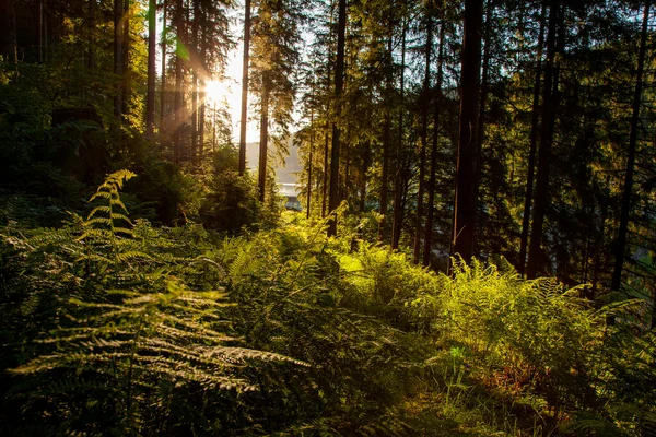 Sabah güzel bir orman