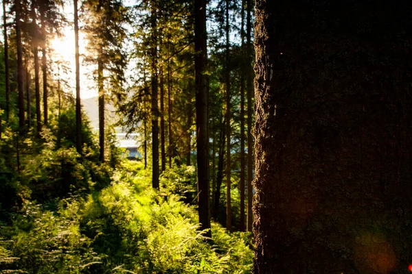 Sabah güzel bir orman