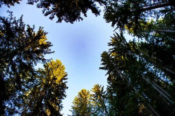 Ormanın güzel manzarası