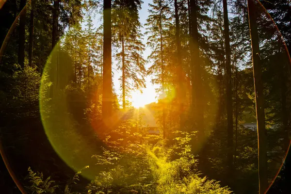 Güzel sonbahar ormanı Ağaçlar ve güneş ışınları